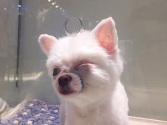 -momokira米努特·德文卷毛猫·棉花面纱犬