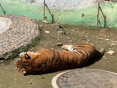 -栾川竹海野生动物园