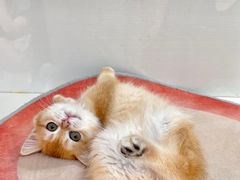 -青奢宠物·青奢猫舍