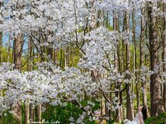 -上海共青森林公园