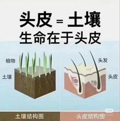 点击看大图 -舒欣头疗·俏丝谧语 白发脱发专业护理