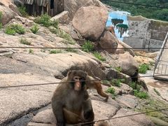-西霞口神雕山野生动物世界