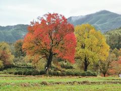 -塔川景区