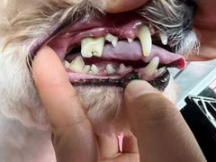 -宠福鑫康馨动物医院·骨科·眼科