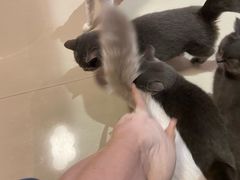 -70cat德文卷毛猫·缅因猫纯种猫舍