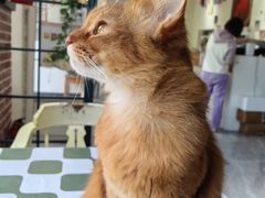 -猫小院猫主题餐厅(南锣旗舰店)