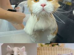 -Bastet sally猫舍购宠(静安店)