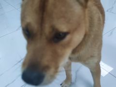 -嘉馨宠物医院·CT影像转诊·心脏科·犬猫全科诊疗中心(下沙大学城院区)