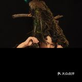 成都写真|与孔雀的第一次合影