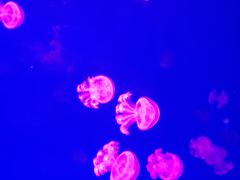 -波塞冬旅游度假区