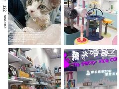 -糯米喵星人总部直营旗舰店·猫舍·幼猫出售