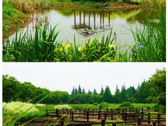 -上海长兴岛郊野公园