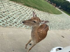 -常州淹城野生动物世界