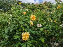 -亚龙湾国际玫瑰谷