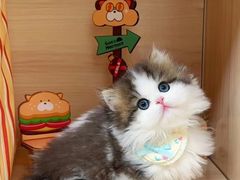 -欣宠猫屋·矮脚拿破仑·蓝金金渐层