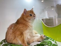 -青奢宠物·青奢猫舍