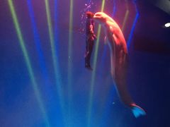 -芜湖新华联大白鲸海洋公园