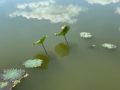 -泗洪洪泽湖湿地景区
