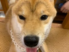 -豆柴町-柴犬主题狗咖(红鼎国际C座店)
