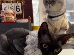 -楼上猫咖(罗湖店)