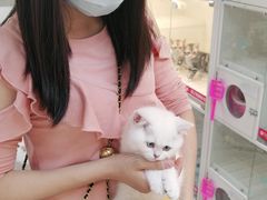 -lincat·猫舍(广州店)