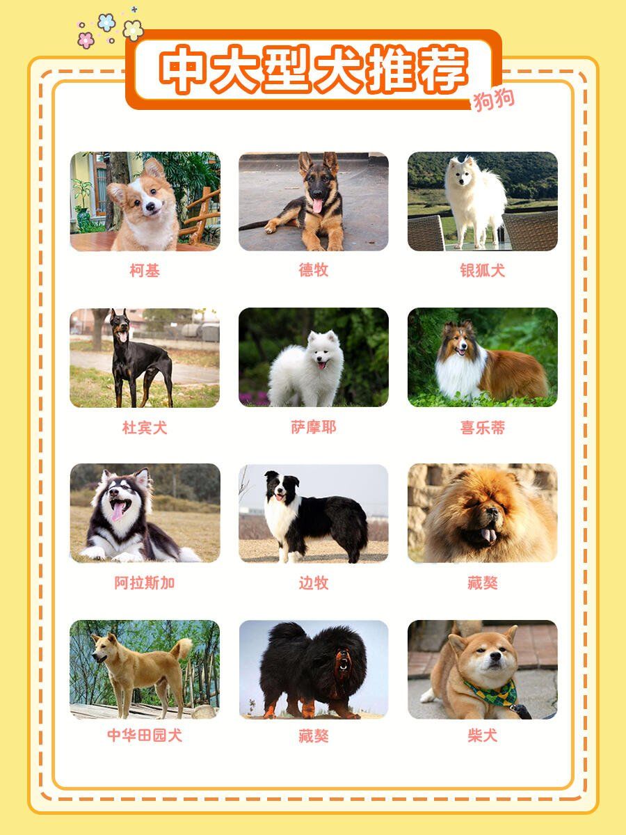 养狗必看-中大型犬推荐