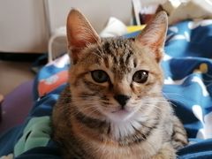 -瑞派名望24h动物医院异宠专科·猫专科·骨科·重症监护分院