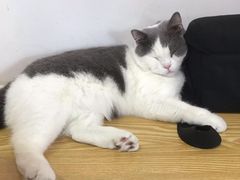 -Heymao猫咖.咖啡厅(东门店)