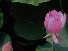 -成都市文化公园