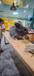 -神奇动物撸宠馆·羊驼·小浣熊·异宠(豫园店)