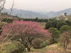 -新建村梅花