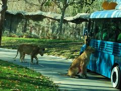 -北京野生动物园