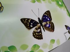 -上海昆虫博物馆