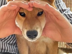 -柴犬高等学院·狗咖·柴犬售卖·宠物训练