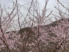 -香山公园