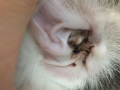 -纳吉亚猫专科动物诊疗中心(蒋宅口分院)