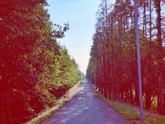 -上海长兴岛郊野公园