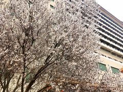 -北京九华山庄会展酒店