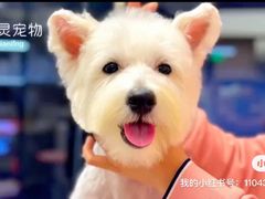 -FAELING PETS美天灵宠物(富力广场店)
