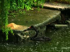 -水绘园