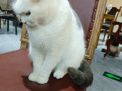 -猫小院猫主题餐厅(南锣旗舰店)