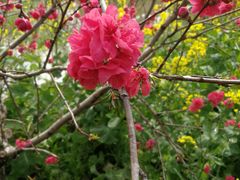 -南汇桃花村