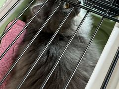 -瑞鹏宠物医院·骨科·猫科·内科(第一中心)