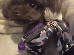 -百好乐宠物友好餐厅(朝外大街店)