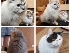 -MOCHA明星猫咖(田子坊店)