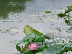 -飞来湖湿地公园