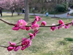 -顾村公园