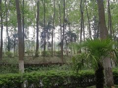 -合肥滨湖国家森林公园