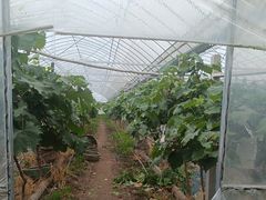 -马陆小张葡萄园农家乐