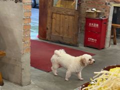 -三里屯土灶炖公鸡地锅鸡(江东店)